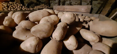 Pomme de terre var. altesse