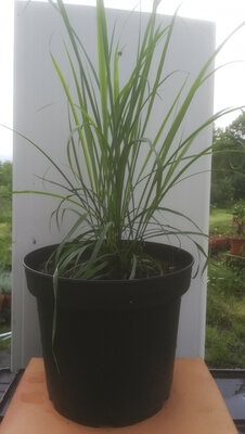 Citronnelle de madagascar pot 7 litres