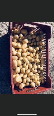 Pommes de terre nouvelle