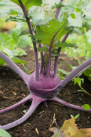 Choux rave rouge (recettes)