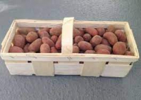 Pomme de terre nouvelle grenaille jeanette