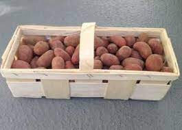 Pomme de terre nouvelle grenaille jeanette
