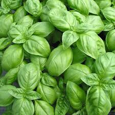 Basilic grand vert