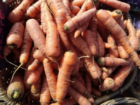 Carotte vrac