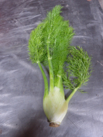 Fenouil