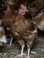 Gros poulet fermier prêt à cuire