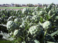 Artichaut offre spéciale