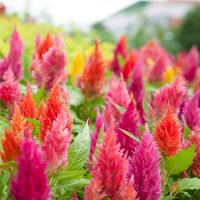 Plant de celosia bio