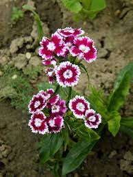 Plant d'oeillet du poete bio