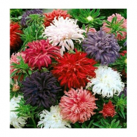 Plant de reine marguerite géante de cal. bio