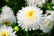 Plant de reine marguerite blanche bio