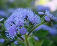 Plant d'ageratum bio