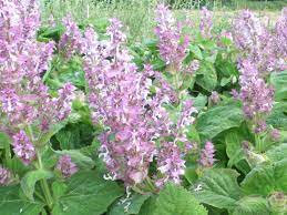 Plant de sauge sclarée bio