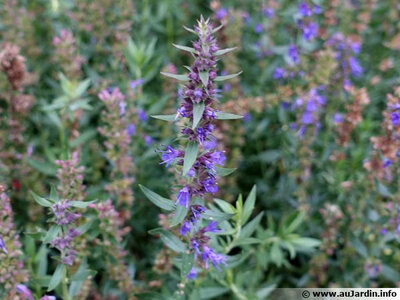 Plant d'hysope bio