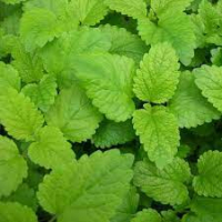 Plant de mélisse citronelle bio