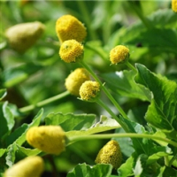 Plant de cresson de para bio (brede mafane)