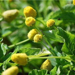 Plant de cresson de para bio (brede mafane)