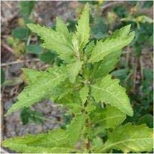 Graines D'Épazote Vertes - 80 Graines Fraîches, Pour Jardin, Balcon, Intérieur/Extérieur