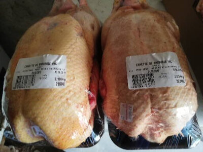 Canard fermier de barbarie v