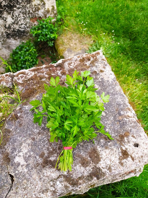 Persil plat en bouquet