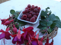 Fraises ou framboises :-)