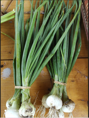 Oignons blancs  en botte