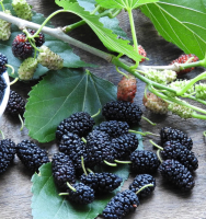 Pâtes de fruits aux mûres bio