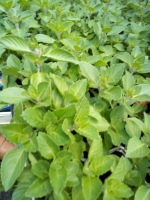 Plant basilic sacré tulsi