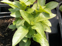 Basilic vert de provence