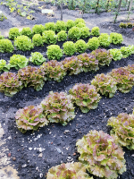 Salade varietes varies