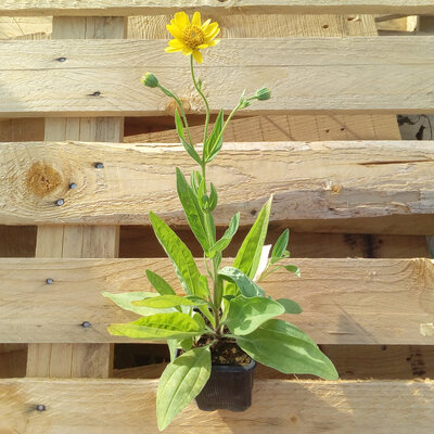 Plant d'arnica