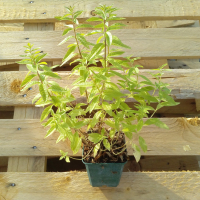 Plant de verveine citronnée