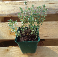 Plant de thym