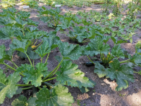 Courgette verte et jaune
