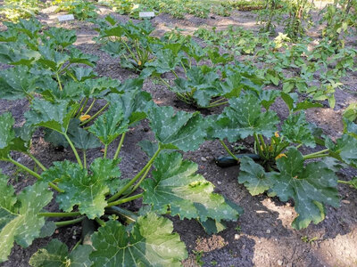 Courgette verte et jaune
