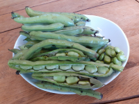 Fèves à cuire