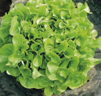 Laitue feuille de chêne blonde bio