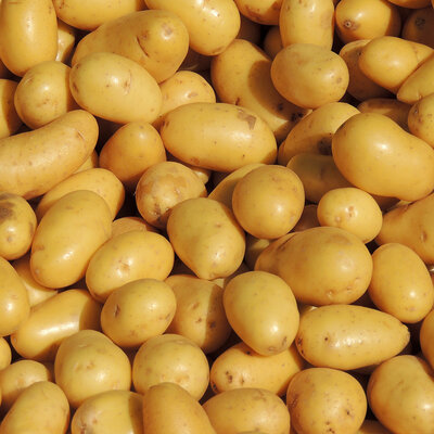Pomme de terre  grenaille