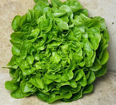 Salade ou mesclun de salades