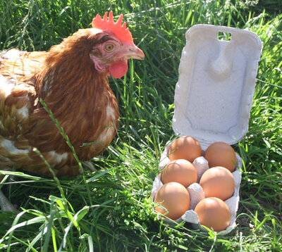 Boite de 6 oeufs frais