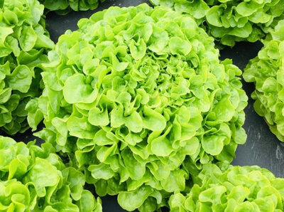 Laitue feuille de chêne verte