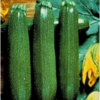 Courgettes vertes