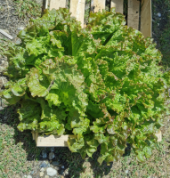 Laitue batavia rouge grenobloise bio