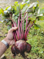 Sachet de betteraves bio