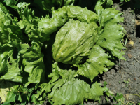 Laitue reine des glaces bio (iceberg)