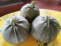 Courgette ronde de nice bio