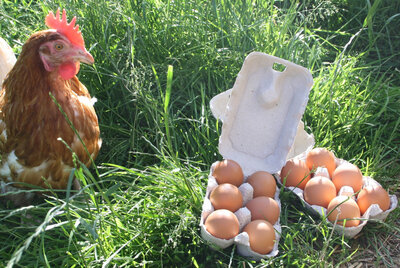 Boite de 12 oeufs frais