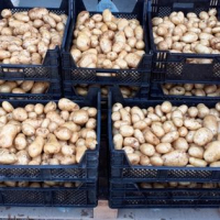 Pommes de terre primeur bio monalisa