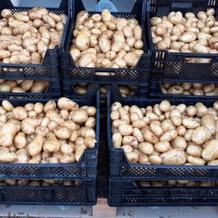 Pommes de terre primeur bio monalisa