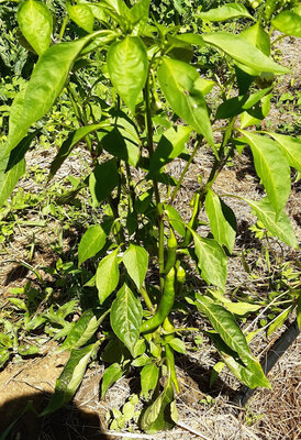 Piments doux des landes